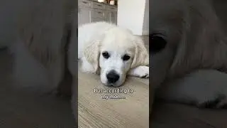 Щенок &mdash; это всего лишь ребенок