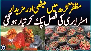 Mangoes in Muzzafargarh, the Sweet and Healthy Strawberry Season - Aaj News