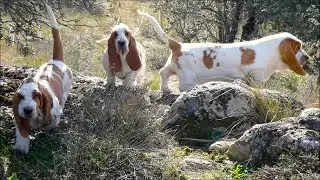 Cachorros de Basset Hound: primer d&iacute;a libres en el campo