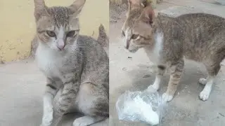Black cats eat rice Amazing video curious CAT😂 Funny Cats Nature Animal  04.15.2025