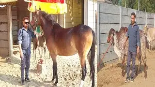 कानपुर के अरोडा जी गायों और घोडो के बहुत शौखिया निकलें || Alishan hourse | hourse video | Praveen 
