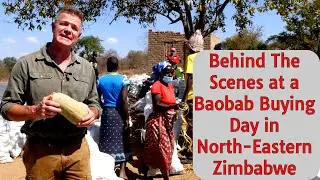 Behind The Scenes at a Baobab Buying Day in North-Eastern Zimbabwe