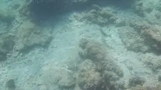 GRAYBAR GRUNT in Baja California