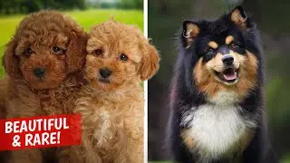 10 Most Beautiful Dog Breeds in the World | 10 Coolest Dog Breeds that Will Make Your Heart Pump