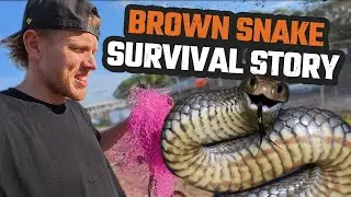 SERPENTE MARRONE ORIENTALE SALVATO DA MORTE CERTA | IL SECONDO SERPENTE PI&Ugrave; VELENOSO DEL MONDO