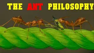The ants philosophy(Ant Mindset) - A Powerful Motivational Video