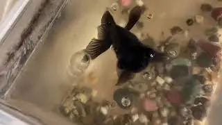 デメ子、ご飯を一気にたべる