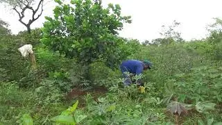 PR1400. Commune de Yoko; &eacute;tat d'avancement des plants mis en terre; Mai 2023