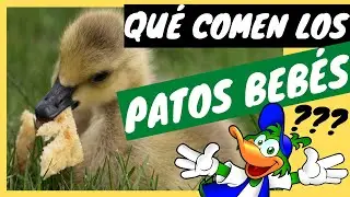 qu&eacute; comen los patos beb&eacute;s // COMIDA para PATOS BEBES // qu&eacute; comen los patitos // QU&Eacute; COMEN LOS PATOS