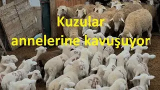 Kuzuların anneleri ile buluşması (22.12.2025)