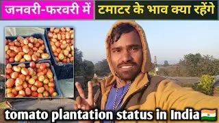 January&ndash;February Tomato Price Forecast 2026 | New Tomato Plantation Status Across India.