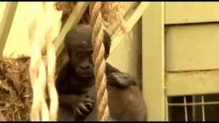 Gorilla baby first steps
