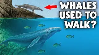 Peregocetus Pacificus - The Whale with Legs That Walked on Land