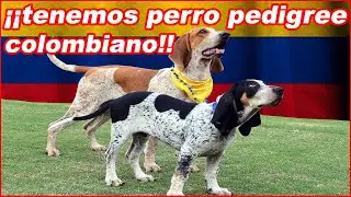 SABUESO fino COLOMBIANO 🐕‍🦺 chapolo o perro tinajero