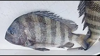 Catching, Cleaning & Cooking Sheepshead Fish Sliders!!! (Spearfishing Myrtle Beach, SC)