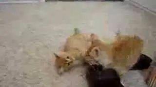 Kitten Hijinks (15 s)