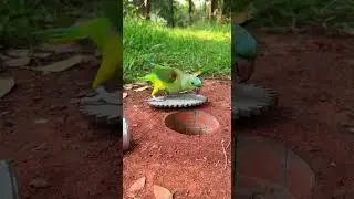 Amazing DIY Unique Parrot Trap Simple Steps to Build #shorts #handmade #pets