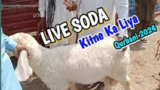 🐑Live Soda Ho Gaya || Kitne Ka Liya || Qurbani2024 || Shahpur kanjra Mandi Lahore @LahoriShauk