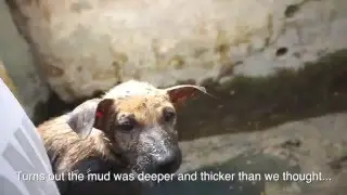 Mudcake: Puppy Trapped in Drain