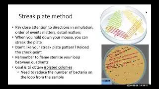 Bacterial Isolation Labster introduction