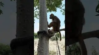 king cobra and monkey on tree #shorts #monkey #animallife