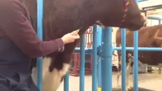 Bovine Jugular