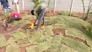 🏡 how to grow garden carpet grass , कारपेट घास कैसे लगाते हैं, गार्डन घास लगाने कि पुरी जानकारी 