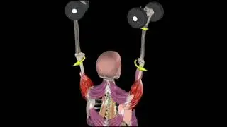 STOP Shoulder Pain During Barbell Press! Correct Technique Explained  | Ai Fit Studio