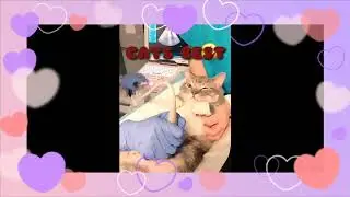 Funny and  #feisty videos # cats funny  mewww