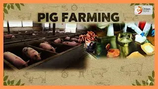 Kenya's Gold feature | Pig farming in Kenya