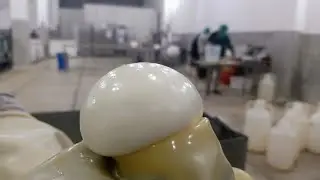 Cheese making at FCM - Handcraft art to make artisanal cheese