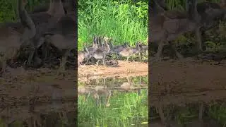 Canada Goose Goslings #birds #birdwatching #geese #nature #wildlife