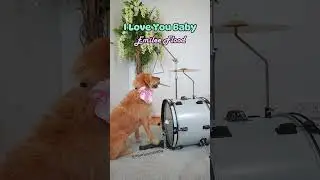 Cute dog plays drums 'I love you baby' #dogplayingdrums #dogplayingmusic #drummerdog #dogtricks #dog