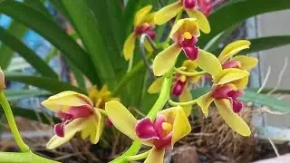 e cs tr&iacute;,xh,vh,vtn t&aacute;c phẩm,taiwan,hồng sh,th&aacute;is1 0916594695