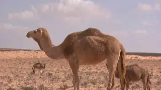 [4K] Sahara Desert & Dubai Desert | Drone Footage | DroneMon YT