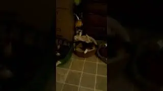 PUPPIES​ 2