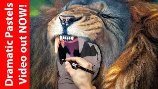Huge pastel Lion Drawing - learn pastels video release  - Jason Morgan wildlife artist