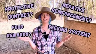 Starting Positive Reinforcement /Clicker Training with your Horse