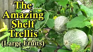 The Best 'New' Watermelon, Melon, & Pumpkin Garden Trellis  (Shelving Trellising for Large Fruits)