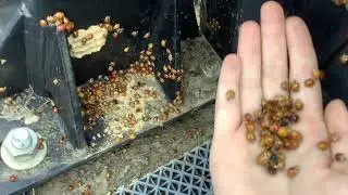 Ladybugs during the wintertime 