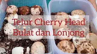 Telur Kura Darat Cherry Head Ada yang Bulat dan Lonjong | Baby Cherry Head Tortoise menetas