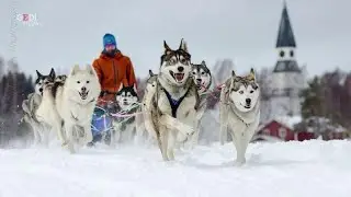 Da Modena alla Norvegia per la corsa coi cani più dura