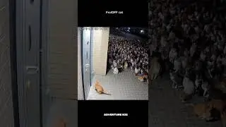 One Cat Rings the Doorbell&hellip; Chaos Ensues! 😹🔔