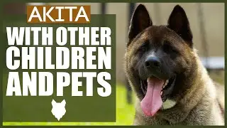 AKITA WITH CHILDREN AND PETS