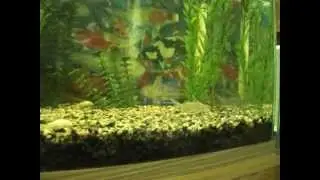 Multipunctata catfish babies