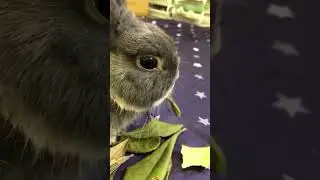 Dried loquat leaves and rabbit 🐰#bunny #rabbit&nbsp;#rabbithay #loquat #leaves #dried