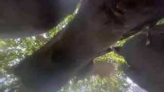Pigeons swarm phone 5