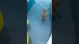BABY DEER WENT INTO MY POOL 😱🫣🦌 #ohno #deer #swimming #trend #baby #nature #wildlife