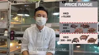 (陸龜新手你要知!!!!) 香港陸龜價值排行榜 - 同一品種但價值可以相差10倍?!
