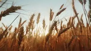 Wind Blowing Wheat Field Relaxing Sounds- ROYALTY FREE